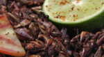 10 insectos comestibles que se disfrutan en mexico