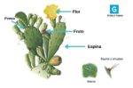 ahuates y las partes del nopal conoce sus hojas y pencas