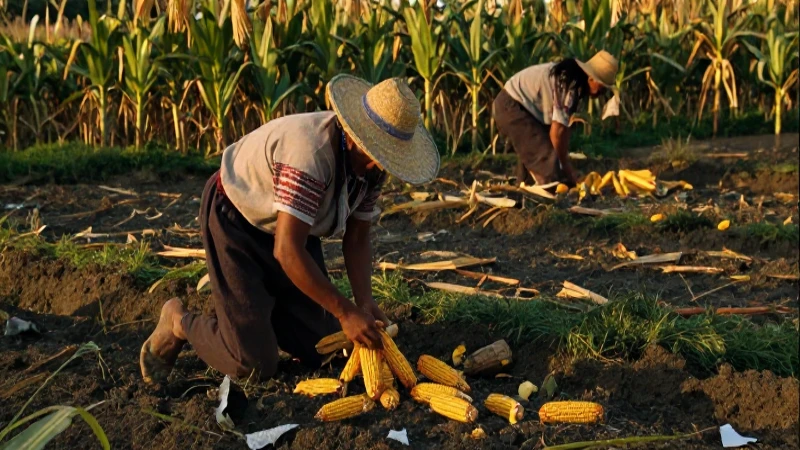 Alimentos de los Mexicas: Claves de su Rica Alimentación 38 Agricultor mexica cosecha maíz en chinampas doradas