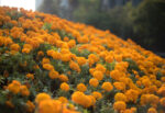 cempoalxochitl la maravillosa flor de los muertos en mexico