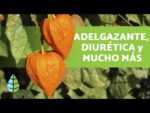 conoces el physalis philadelphica y sus beneficios saludables