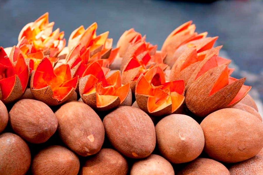 conoces las delicias tropicales del mamey y el chicozapote