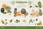 cual es el origen y la domesticacion de la calabaza