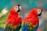 cual es la historia y proceso de domesticacion de la guacamaya