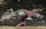 cual es la importancia del pavo ocelado en la cultura maya
