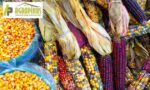 cuales son los beneficios usos y variedades del maiz