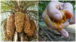 cuales son los beneficios y usos de la palma de coyol real