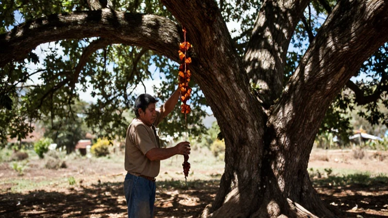 Mexicano recolectando resina bajo el sol