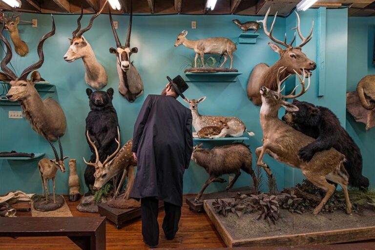 En qué consiste la taxidermia como arte y técnica de preservación