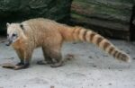 existen animales similares a los mapaches con manos humanas