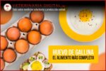 huevos de guajolote precios manejo y consumo saludable