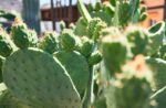 imagen de un nopal descubre sus beneficios y usos