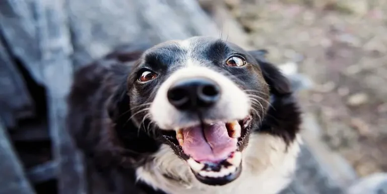 Los animales domésticos: 5 especies que puedes adoptar hoy