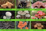 macroscopicos hongos ejemplos y caracteristicas fascinantes