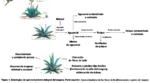 maguey agave spp beneficios usos y cultivo esencial