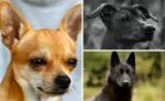 nahuatl perro descubre los tipos de perro en mesoamerica