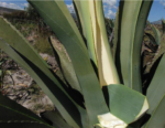 partes del maguey y sus usos beneficios y aplicaciones