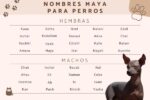 perro maya el simbolismo del perro en la cultura maya