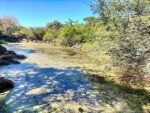 pijuy el fascinante garrapatero y su habitat natural
