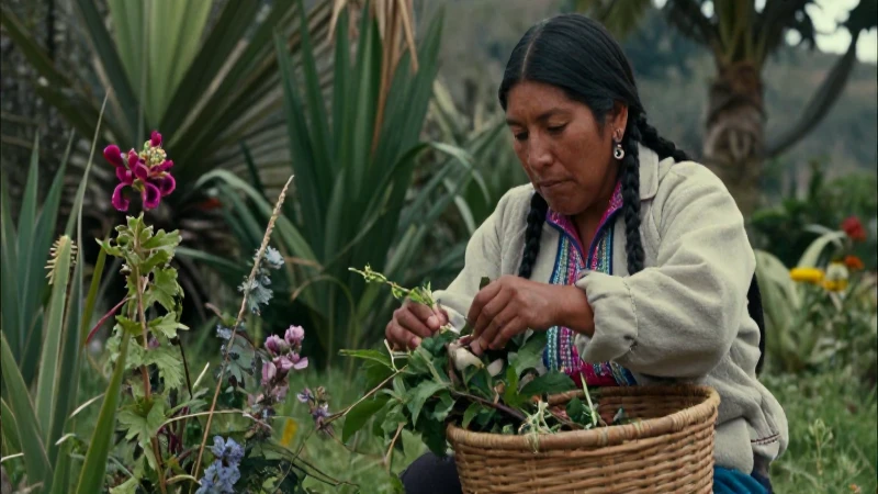 Plantas mágicas en México: tipos y efectos sorprendentes 7 Curandera recolectando hierbas con cesta tejida