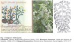 plantas medicinales de mexico 10 tradiciones prehispanicas