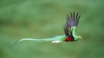 plumas de quetzal descubre el hermoso plumaje del quetzal