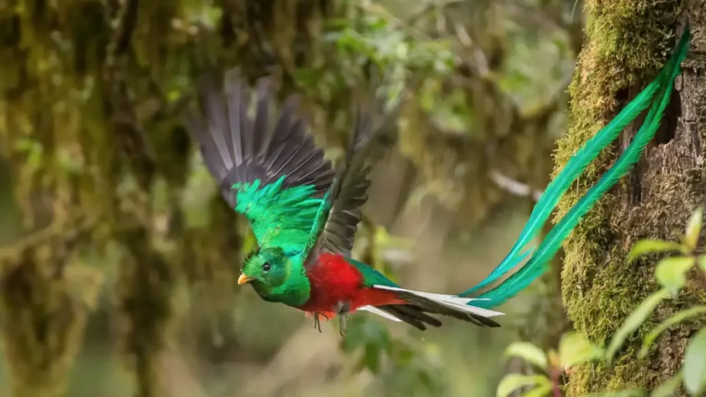 que color habitat y significado tienen los quetzales en la cultura maya