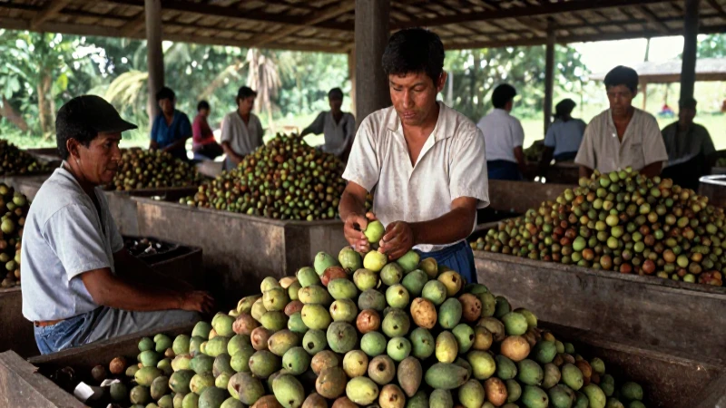 Obreros procesan chicozapote en el siglo XIX