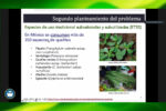 quelite descubre sus beneficios y como cultivar esta planta