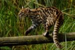 tigrillo mexicano el fascinante felino de nuestros bosques