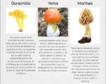 tipos de hongos comestibles en mexico delicias naturales