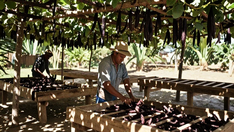 Cosecha de vainilla colonial en México