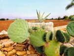 usos del nopal medicinales en la epoca prehispanica y hoy